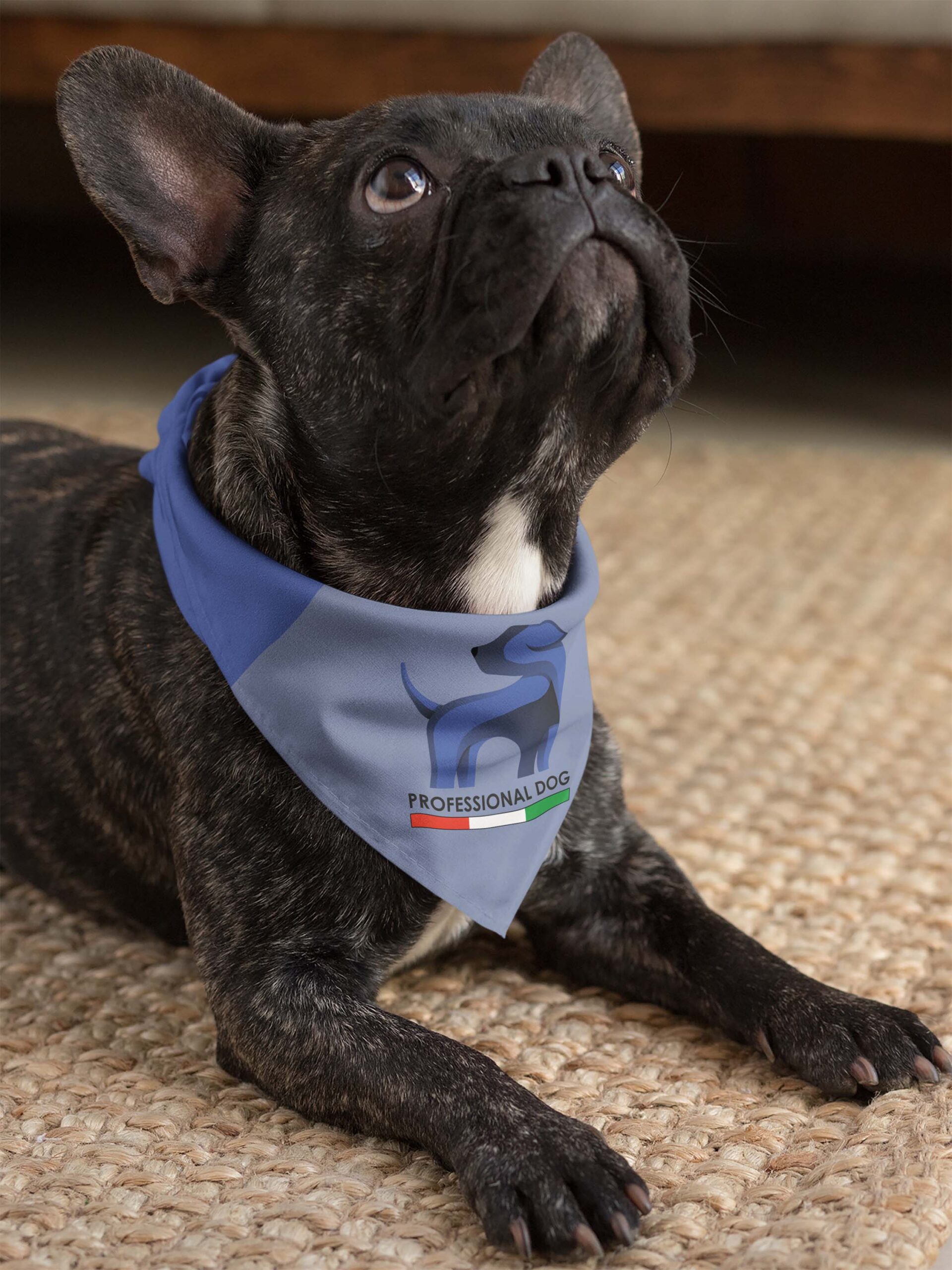 Mateo Carello - Professional Dog - 5