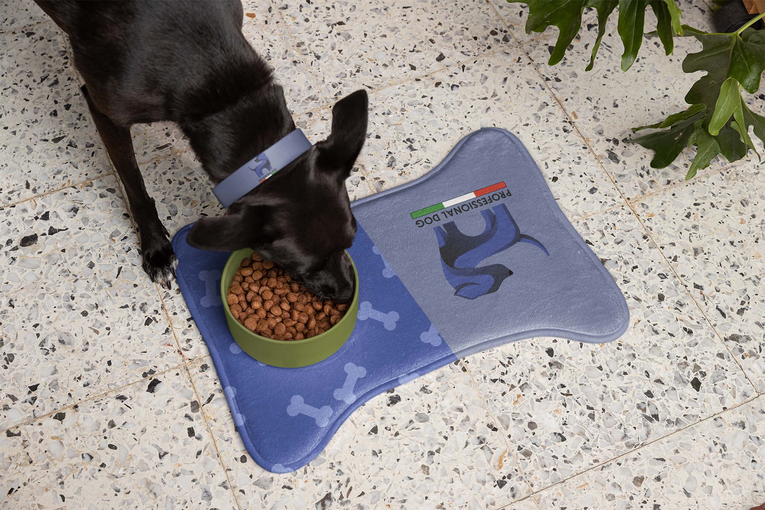 Mateo Carello - Professional Dog - 6